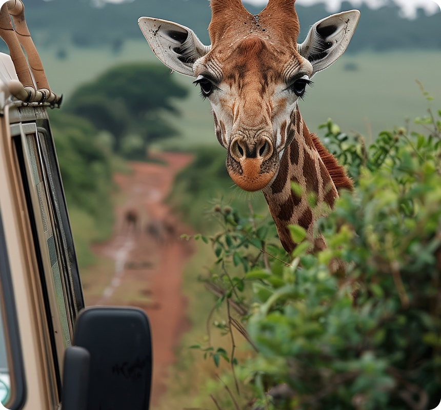 giraffe